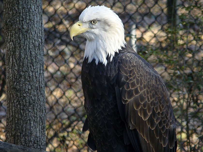 Bald Eagle at Memorial Park in Athens